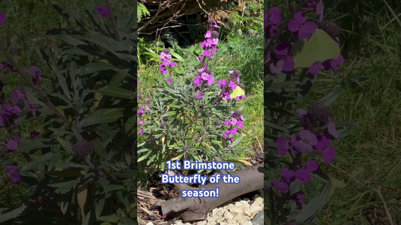 Male Brimstone attracted to an Erysimum Bowles Mauve plant in my garden. 