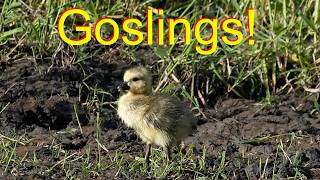 Canadian geese goslings, newly hatched.