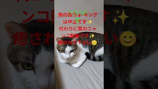 マッタリニャンコ #ねこ #猫 #癒し #ニャンコ #自然体  #マッタリ #ベット #家族