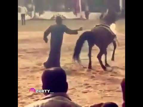 HORSE KICKS MAN VIRAL