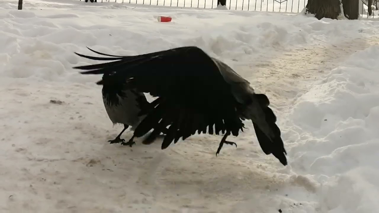 Вороны. Жадная Банши и параноик Ворцель / Hooded crows Banshee and Worzel. Turkey lunch 