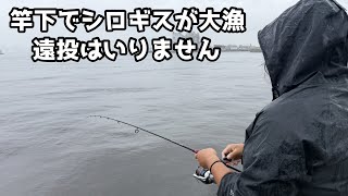 Catching Tons of Japanese Whiting Right Beneath the Rod—No Long
