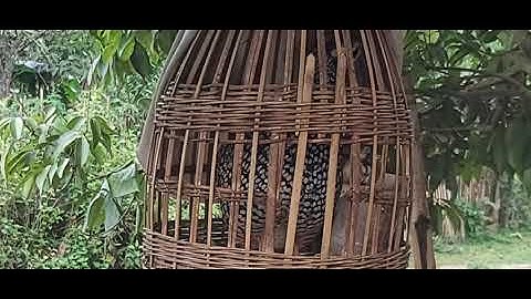 noog pib qag qag quaj.. chim  đa đa mồi chuẩn