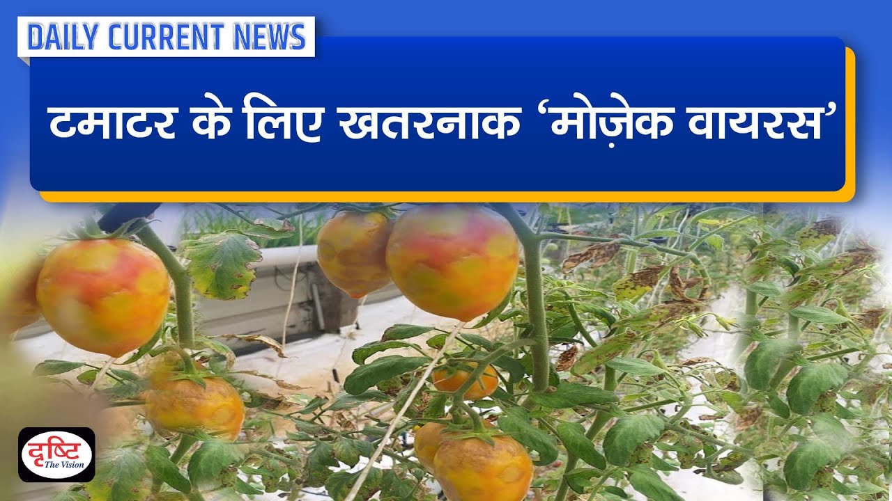 Dangerous 'mosaic virus' for tomatoes Daily Current News Drishti