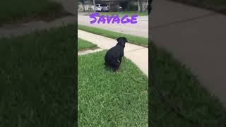 Lulu Has To Take Mive Dump