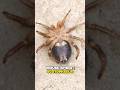 the spider appears to be consistent with a member of the ground spider family
