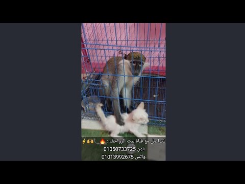 مزرعة اسلام كرم بالاسعار بجع طاووس نسانيس تماسيح فراخ وادى سلاحف صقور بوم عقبان قنافد و 