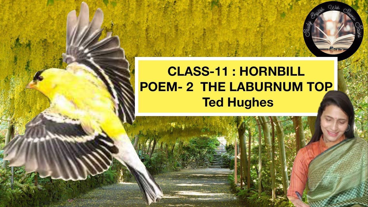 THE LABURNUM TOP Ted Hughes Class 11 Poem 2 HORNBILL NCERT the-laburnum-top-ted-hughes-class-11-poem-2-hornbill-ncert