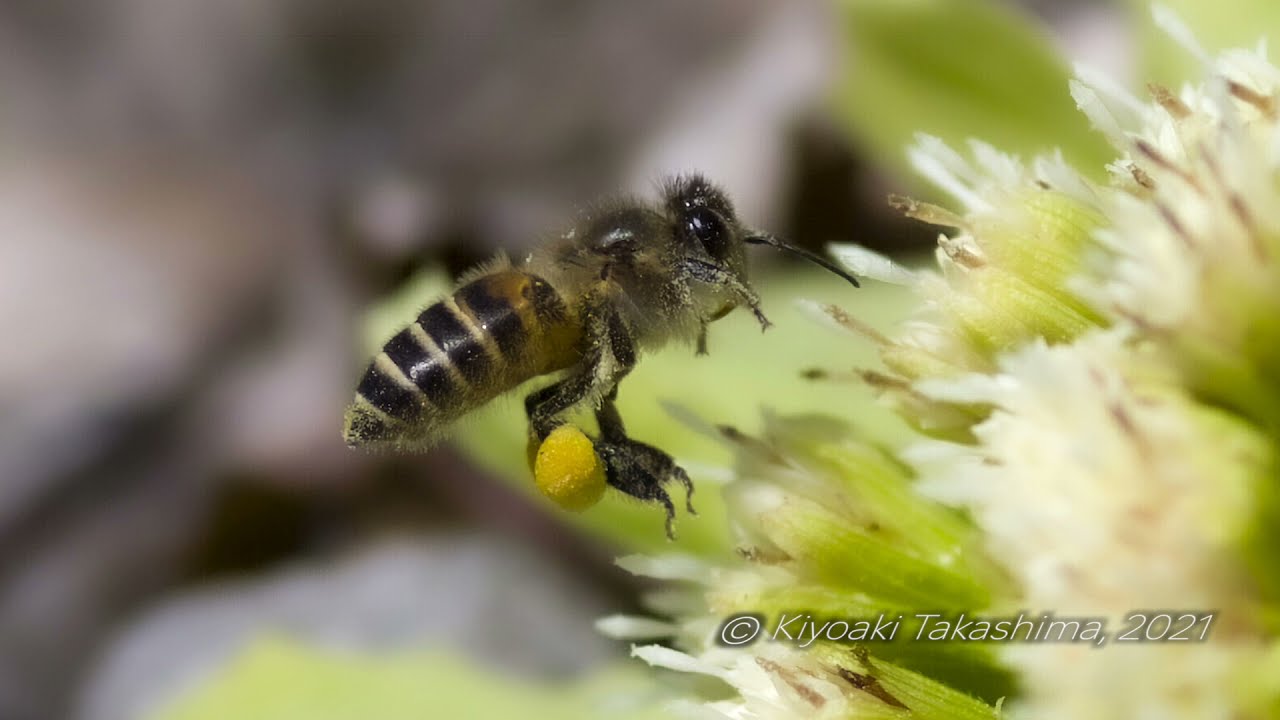 21年3月 Kiyoaki Takashima 高嶋清明のblog