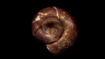 Andere Seite Studio & DoShaska! - "TEROIDY"