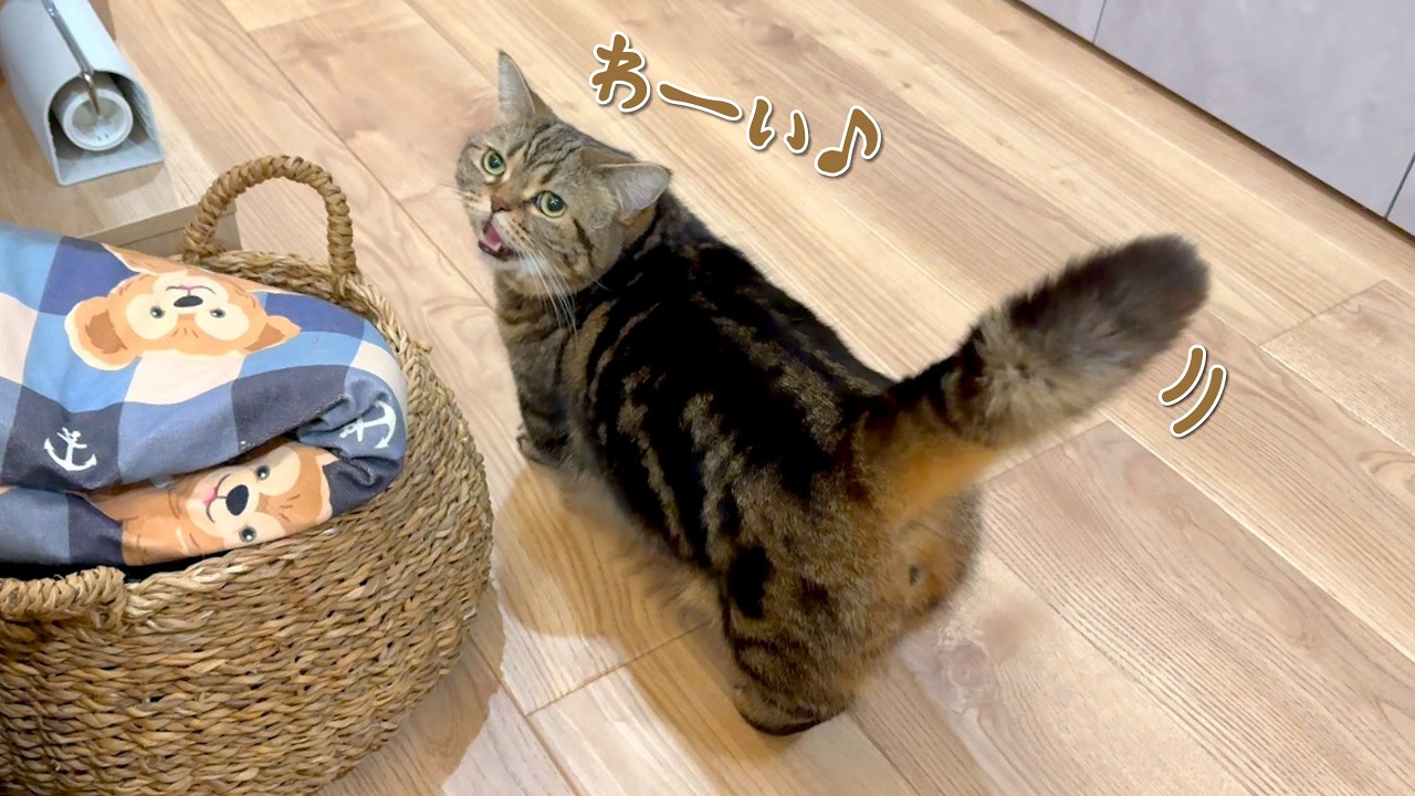 大好きなパパの帰りを待ち侘びていた猫の反応が可愛すぎる！