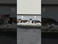 そっくりな親子