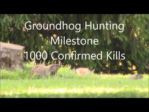 Groundhog Hunting Milestone #1000 Confirmed Kills - YouTube