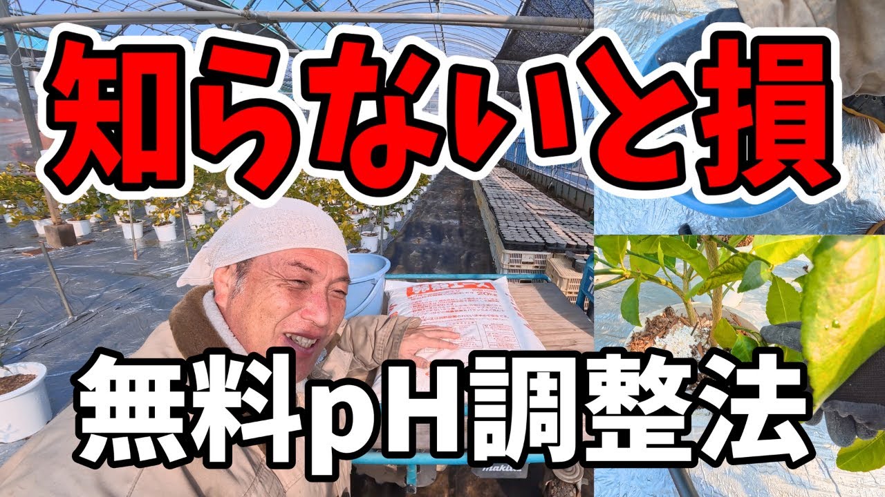 【野菜もOK】卵の殻で0円pH調整｜Free Soil pH Fix with Eggshells