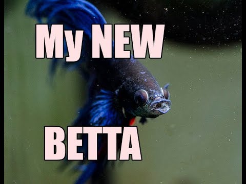 Betta Fish Basics