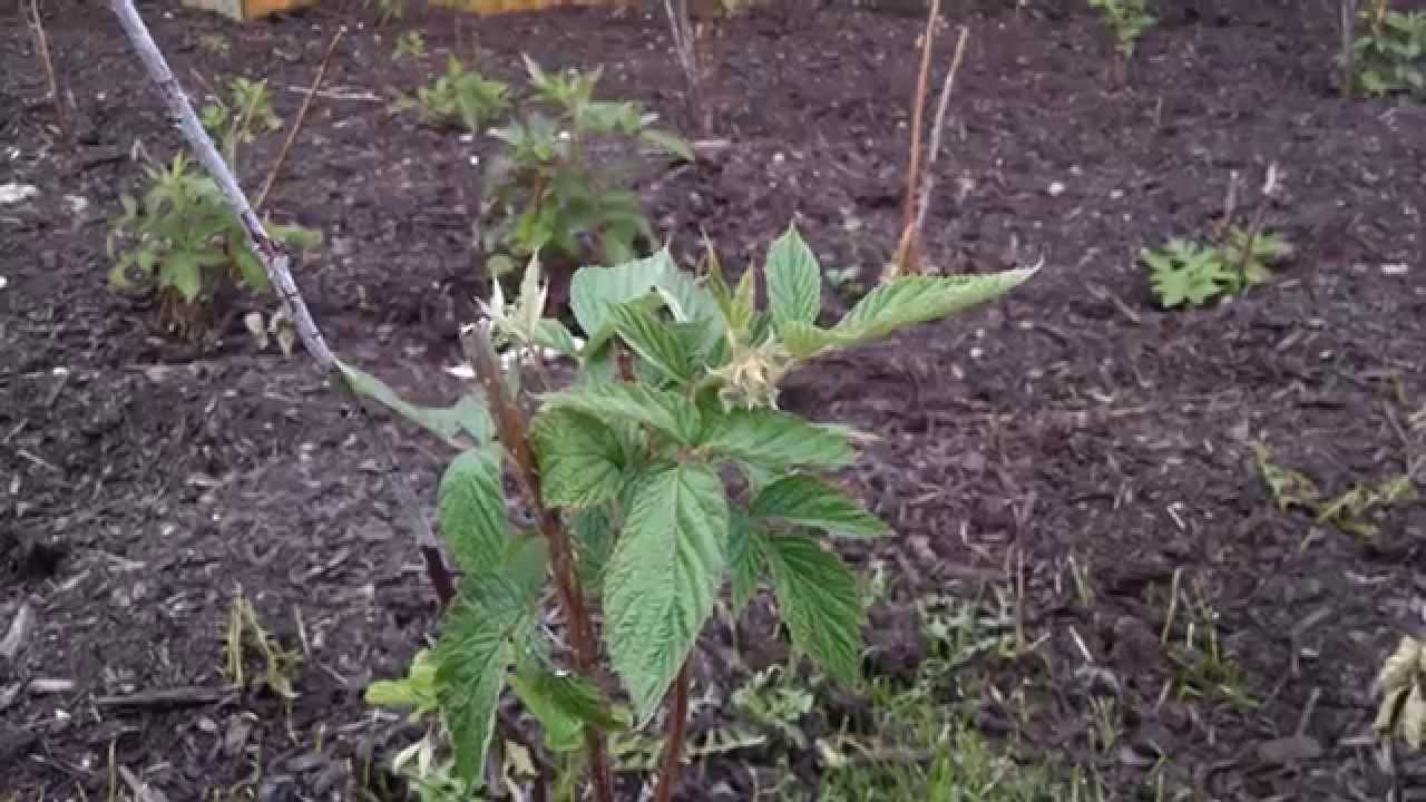 Eden Raspberry Back to Eden Raspberry Mistake! - YouTube