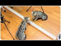 Gatos vs Espelho #3
