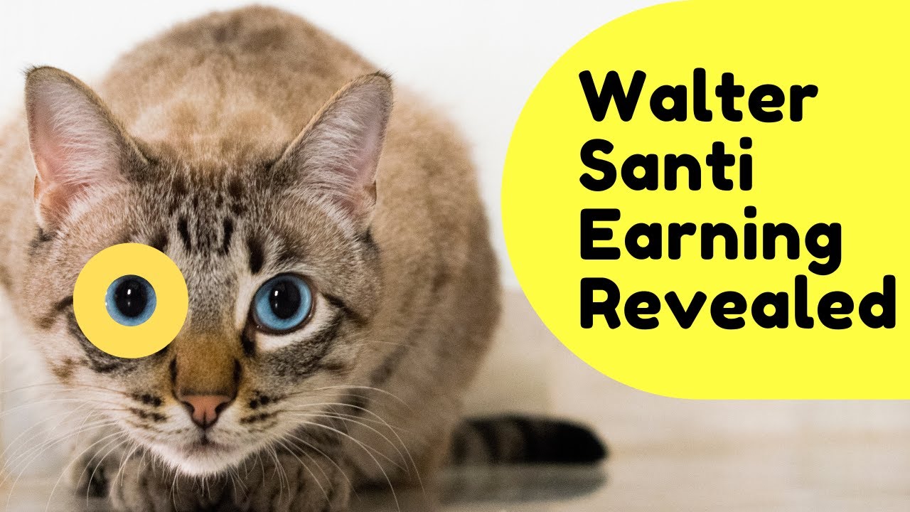 Walter Santi Channel Earnings Revealed How Much Money Walter Santi