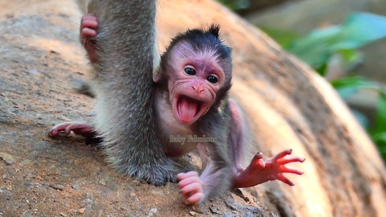 Godd..! Baby Bessie just one day old negligiblee by mom, Cute baby monkey | Baby Fabulous