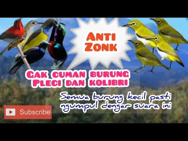 Suara Pikat KOLIBRI Ribut Kombinasi PLECI Ribut class=