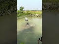 Big Fish Catching By castNet