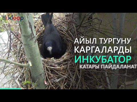 Video: Карын полито кайда жашайт?