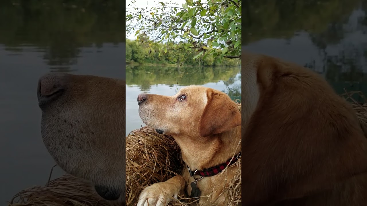 This Dog Really Loves Duck Hunting 😍