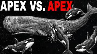 The Undocumented War Between Sperm Whales and Killer Whales