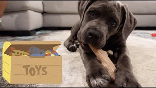 Surprising Cane Corso Puppy With New Toys