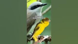 kenari mix jingjing petulak #birds #masteranjernih #masteranburung #kicaumania