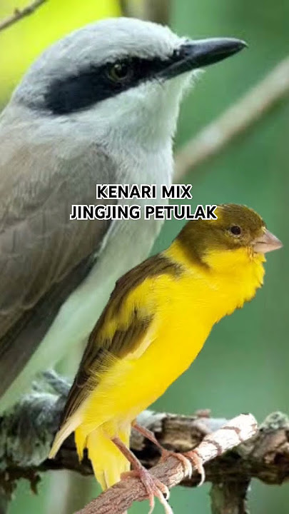 kenari mix jingjing petulak #birds #masteranjernih #masteranburung #kicaumania