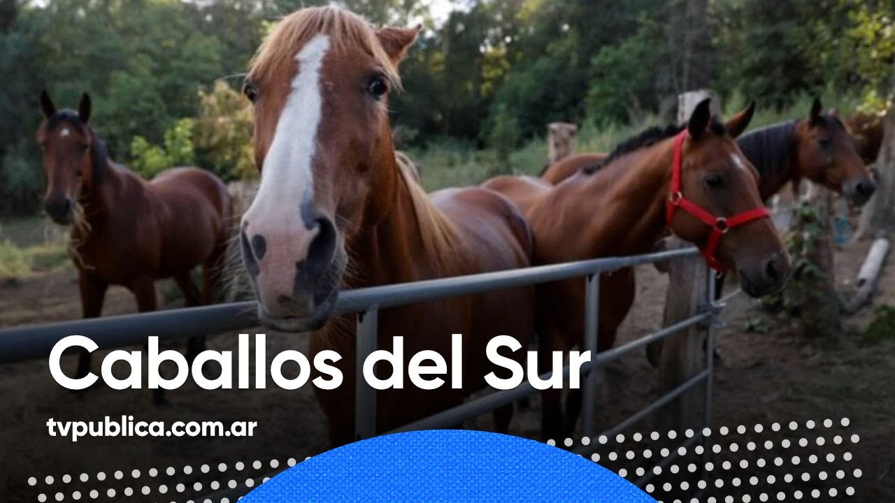 Caballos Libres del Sur: Rescatan  y recuperan caballos maltratados - Más de vos