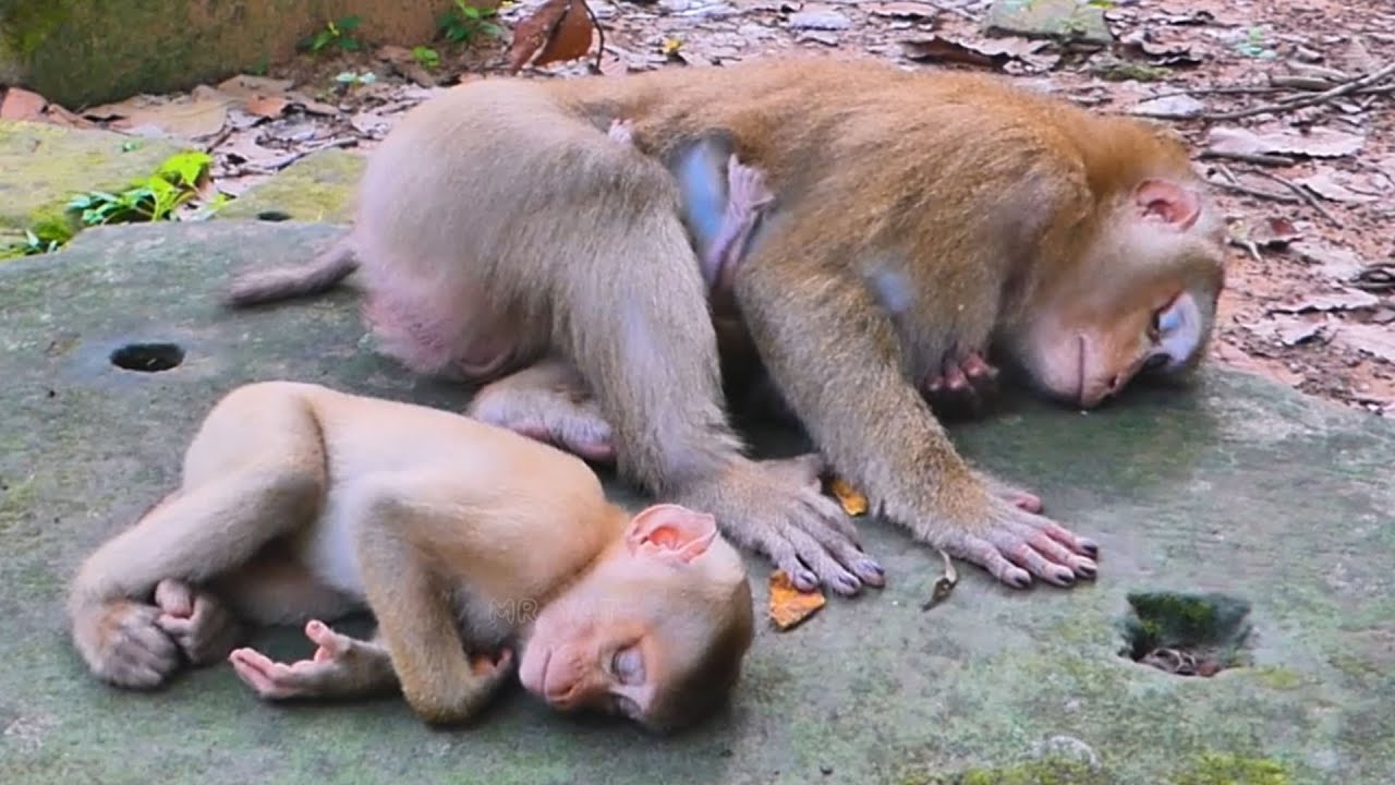 Exhausted Pity Luna she was very tired after losing some fluid by taking care of baby Lynx. 💕🙉