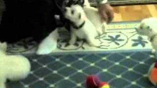 West Highland White Terrier Puppies Saying Hi!!!