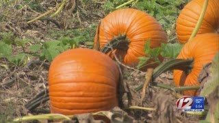 Drought Has Impact on Local Pumpkin Crops