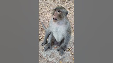 Joey monkey feeding #wildmonkey #wildlife #shortsvideo