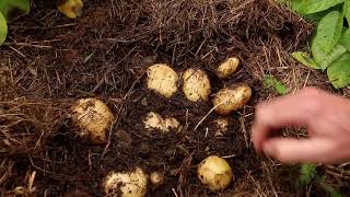 Dealing With Potato Blight - 60 Second Gardening