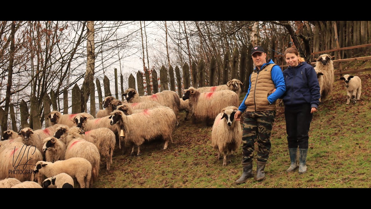 Tineri crescatori de oi breze de Valea Jiului  din Rascoala Petrila famila Buza Ilie i !