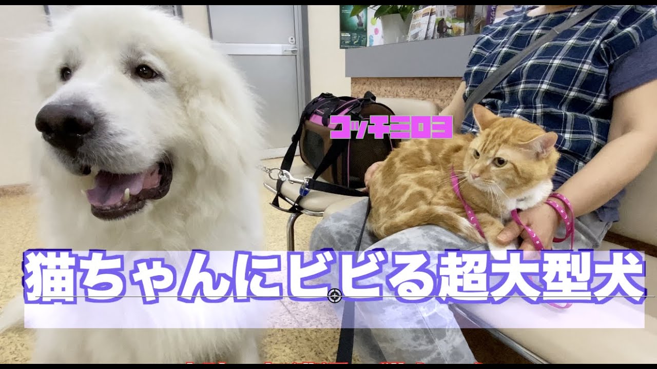 小さい猫におびえる 大きなグレートピレニーズ