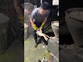 Goose Farm Feeding Technique with Specialized Equipment
