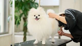 I will give a cute cut to the bottom of the Pomeranian.