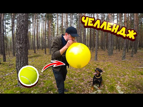 Прячу мячик от Бобы в надувных шарах Челлендж