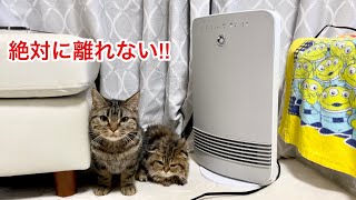 先住猫と子猫がヒーターを占領して離れてくれなくなりましたw