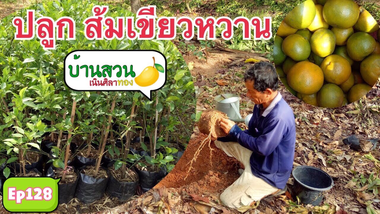 การปลูกส้ม เขียวหวาน โดยชาวสวนมืออาชีพ