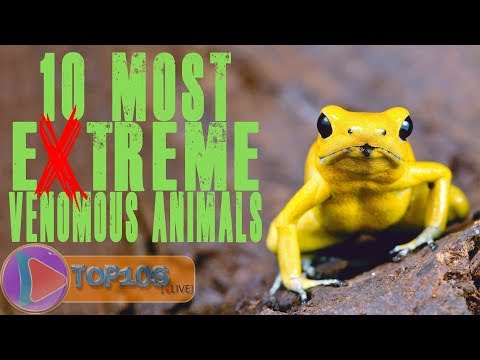 10 meest extreem giftige dieren | TOP10slive