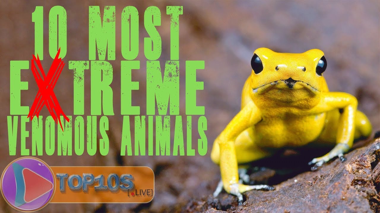 10 Most Extreme Venomous Animals | TOP10slive - YouTube