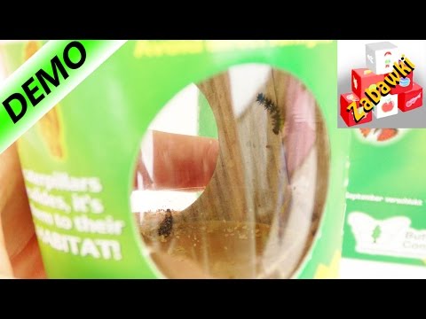 Wideo: Jak Wyhodować Motyla Z Gąsienicy