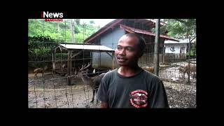 PENANGKARAN RUSA TIMOR @InewsJabar (220922)