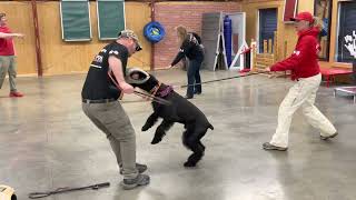 Giant Schnauzer & Airedale Sparring 'Kosmo' 4 Yr  & 'Spark' 1.5 Yr Training @protectiondogsalesPDS