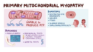 Primary Mitochondrial Myopathy: Symptoms, Causes & TreatmenT